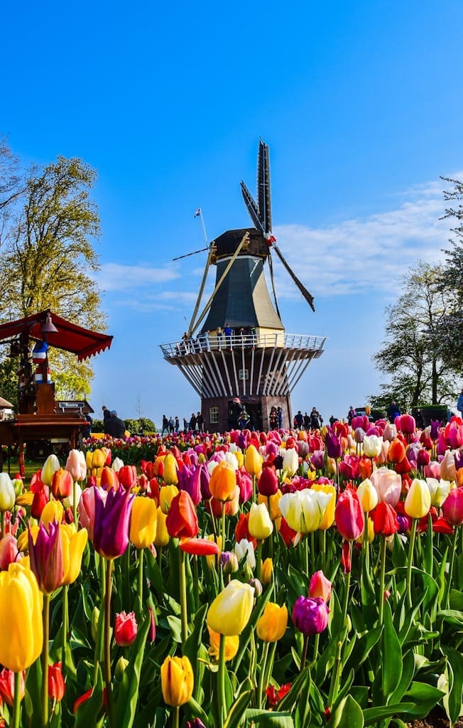 Field of Tulips and Vintage Windmill in Village in Netherlands