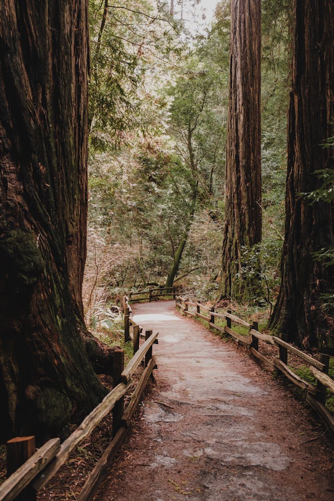 View on an Empty Trail in the Muir Woods National Monument in Marin County, California